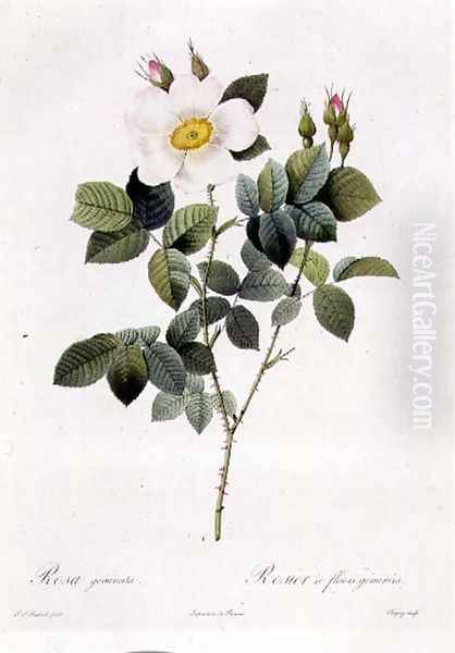 Rosa Geminata - view 1