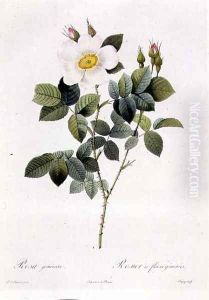 Rosa Geminata by Pierre-Joseph Redoute