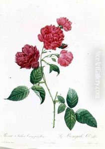 Rosa Indica Caryophyllea by Pierre-Joseph Redoute