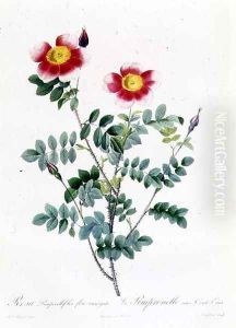 Rosa Rapa 2 by Pierre-Joseph Redoute