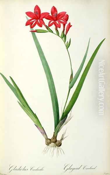 Gladiolus Cardinalis, from Les Liliacees - view 1