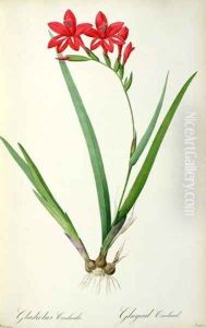 Gladiolus Cardinalis, from Les Liliacees