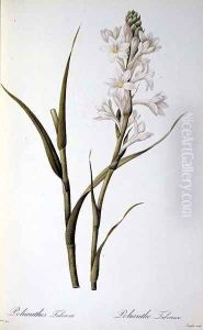 Polianthes Tuberosa, from Les Liliacees, 1806