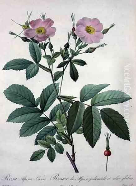 Rosa alpina laevis, engraved by Bessin, from Les Roses, 1817-24 - view 1