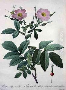 Rosa alpina laevis, engraved by Bessin, from Les Roses, 1817-24 by Pierre-Joseph Redoute