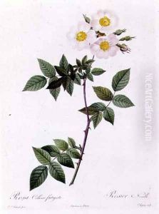 Rosa Collina fastigiata by Pierre-Joseph Redoute