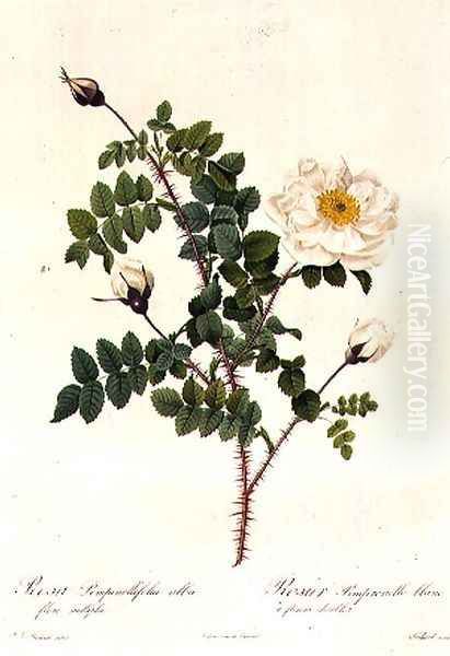 Rosa Pimpinellifolia Alba Flore Multiplei - view 1