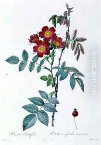Rosa Rubrifolia by Pierre-Joseph Redoute