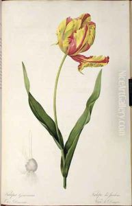 Tulipa gesneriana dracontia, from Les Liliacees, 1816 by Pierre-Joseph Redoute