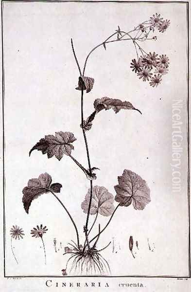 Cineraria Cruenta, from Sertum Angelicum - view 1