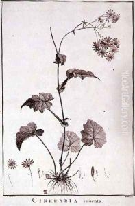 Cineraria Cruenta, from Sertum Angelicum
