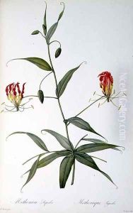 Methonica Superba, from Les Liliacees, 1809 by Pierre-Joseph Redoute