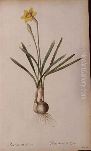 Narcissus Gouani, from Les Liliacees - view 1