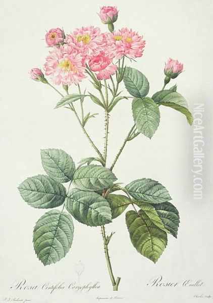 Rosa Centifolia Caryophyllea, engraved by Charlin, published by Remond - view 1