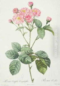 Rosa Centifolia Caryophyllea, engraved by Charlin, published by Remond by Pierre-Joseph Redoute