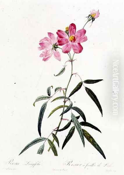 Rosa Longifolia - view 1