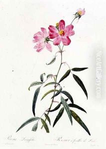 Rosa Longifolia