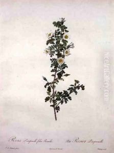 Rosa pimpinelli folia pumila dwarf Scotch rose, engraved by Chapuy, from Les Roses, 1817-24 by Pierre-Joseph Redoute