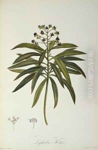 Euphorbia Mellifera, from Le Jardin de la Malmaison, 1802 by Pierre-Joseph Redoute