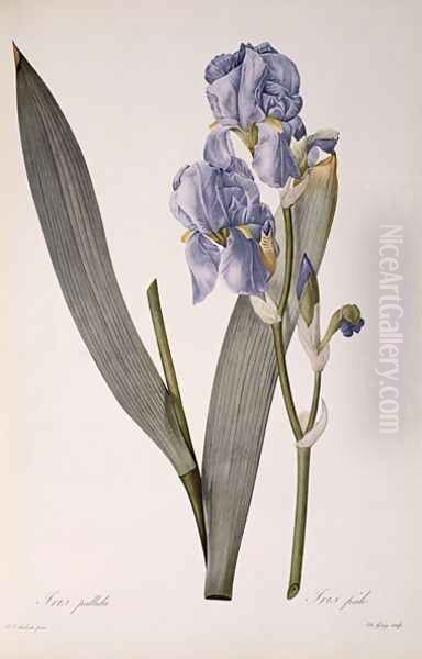 Iris Pallida, from Les Liliacees, 1812 - view 1