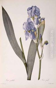 Iris Pallida, from Les Liliacees, 1812
