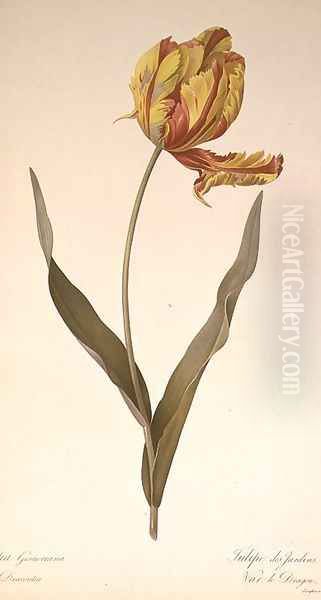 Tulipa gesneriana dracontia, from Les Liliacees, 1816 2 - view 1
