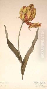 Tulipa gesneriana dracontia, from Les Liliacees, 1816 2