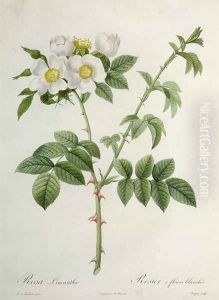 Rosa Leucantha, engraved by Chapuy, published by Remond by Pierre-Joseph Redoute