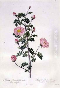 Rosa Pimpinellifolia Rubra Flore Multiplici, engraved by Chapuy, published by Remond by Pierre-Joseph Redoute