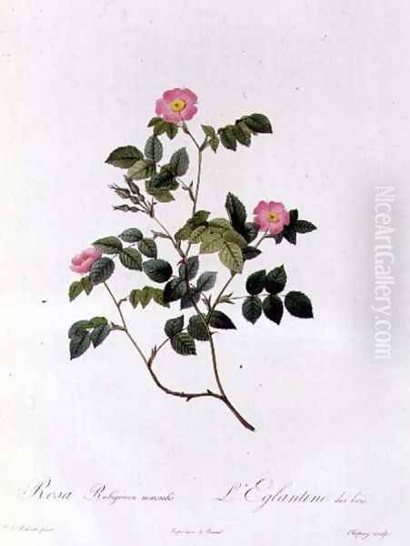 Rosa Rubiginosa Nemoralis - view 1