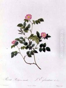 Rosa Rubiginosa Nemoralis