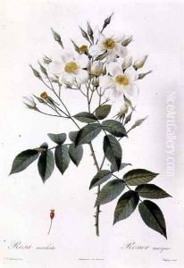 Rosa moschata or Musk Rose by Pierre-Joseph Redoute