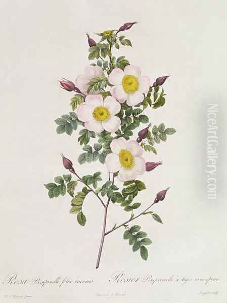 Rosa Pimpinelli-Folia Inermis - view 1
