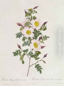 Rosa Pimpinelli-Folia Inermis