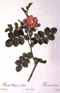Rosa Rubiginosa Cretica, engraved by Langlois, from Les Roses, published by Remond, 1818