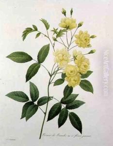 Rosa banksiae Bankss rose, from Choix des Plus Belles Fleurs, 1827 by Pierre-Joseph Redoute