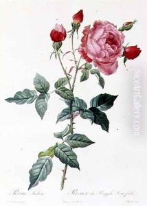 Rosa Indica 2 by Pierre-Joseph Redoute