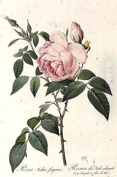 Rosa Indica Fragrans, engraved by Langlois, published by Remond - view 1