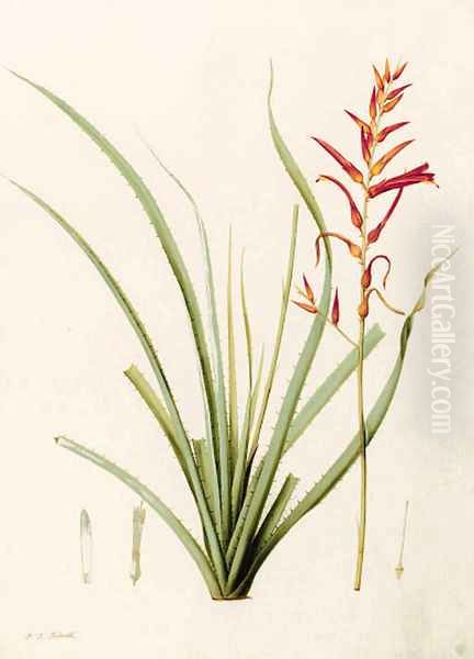 Pitcairnia angustifolia (Long-leaved Pitcairnia) - view 1