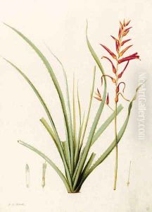 Pitcairnia angustifolia (Long-leaved Pitcairnia) by Pierre-Joseph Redoute