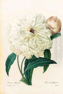 Untitled 2 by Pierre-Joseph Redoute