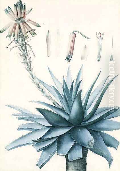 A blossoming Cactus with botanical Studies of its Flower - view 1