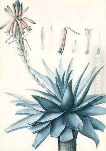 A blossoming Cactus with botanical Studies of its Flower by Pierre-Joseph Redoute