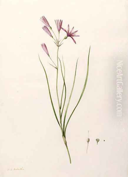 Ixiolirion tataricum (Mountain Amaryllis) - view 1