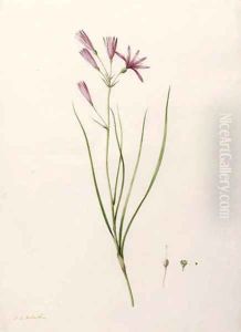 Ixiolirion tataricum (Mountain Amaryllis) by Pierre-Joseph Redoute