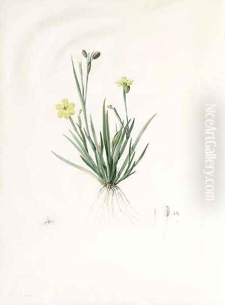 Study of Sisyrinchium convolutum, with subsidiary Studies of the Flower, Pistil and Seed - view 1