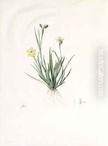 Study of Sisyrinchium convolutum, with subsidiary Studies of the Flower, Pistil and Seed by Pierre-Joseph Redoute
