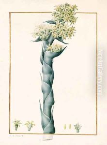Aeonium caespitosum by Pierre-Joseph Redoute