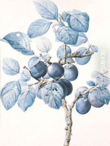 Untitled by Pierre-Joseph Redoute