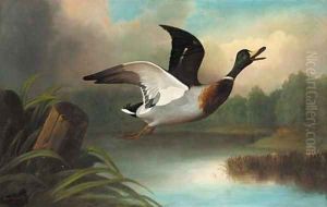 A mallard in flight